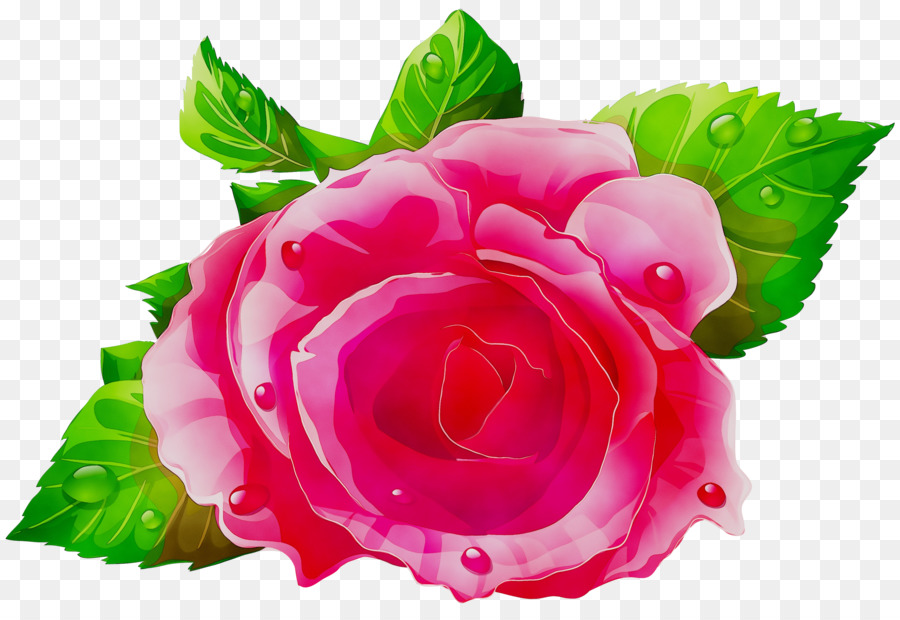 Rosa Roxa，Florescer PNG