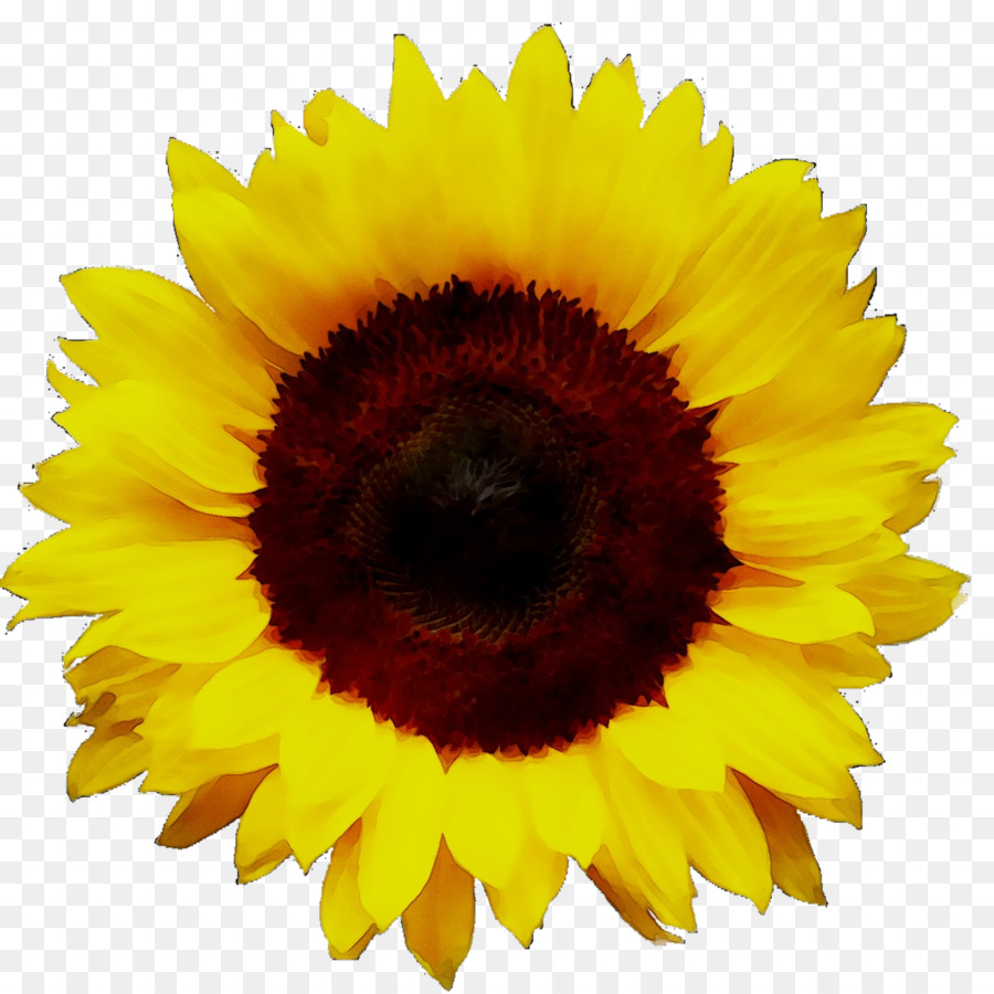 Girassol Amarelo，Flor PNG