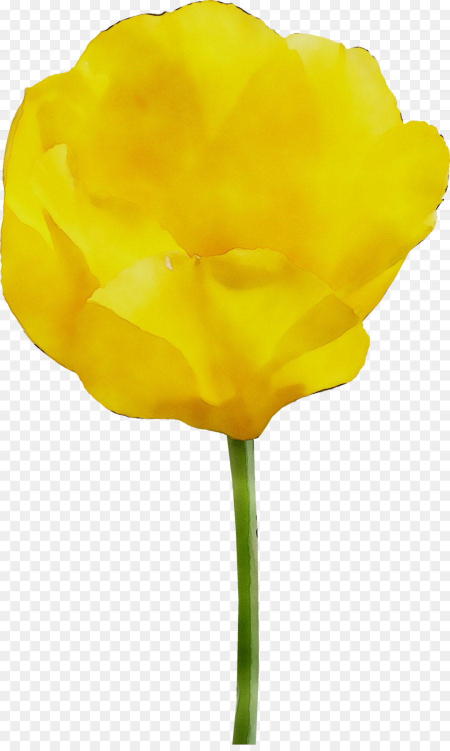 Tulip，Amarelo PNG