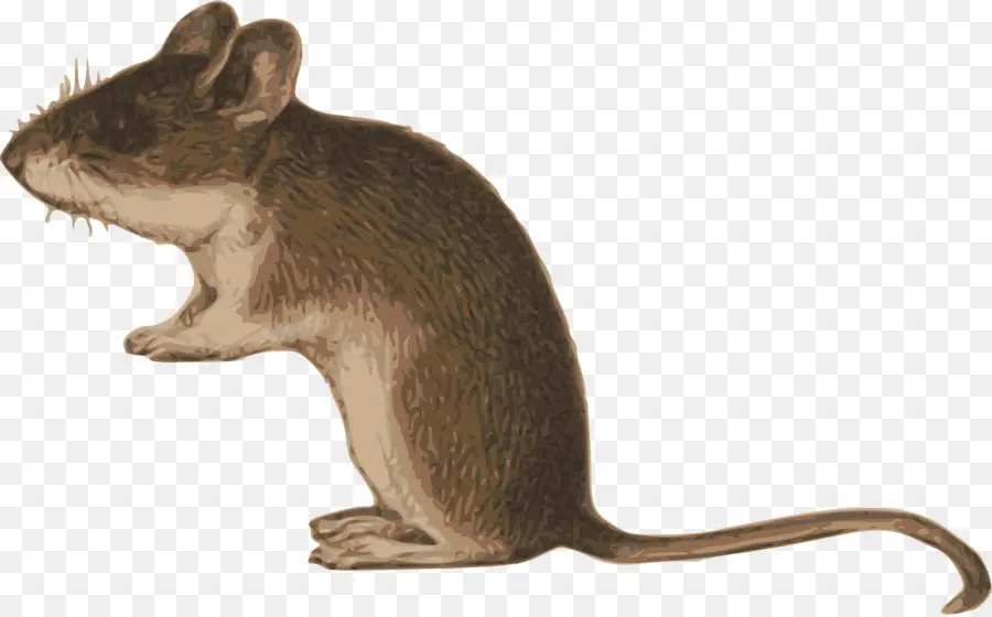Rat，Gerbil PNG