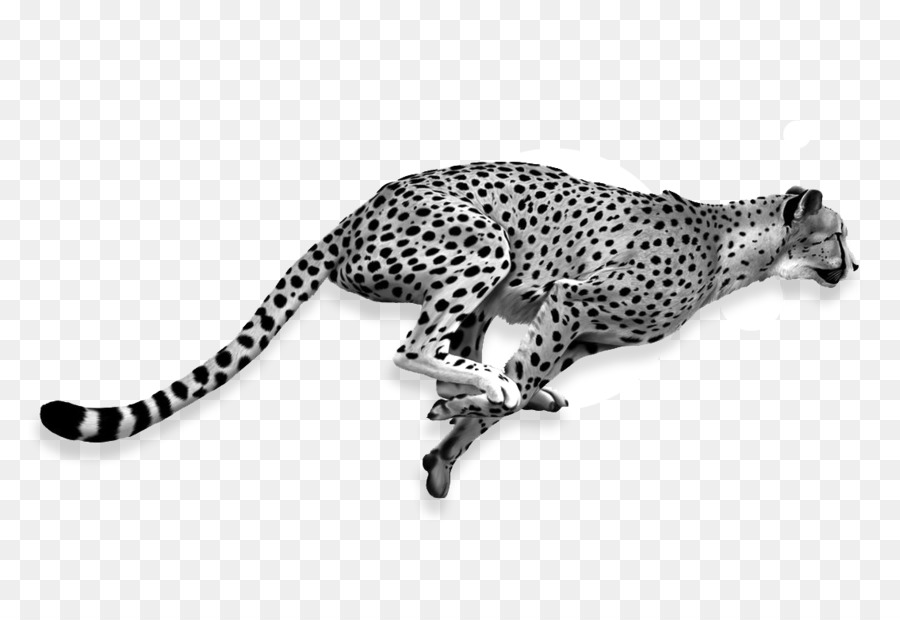 Cheetah，Leão PNG