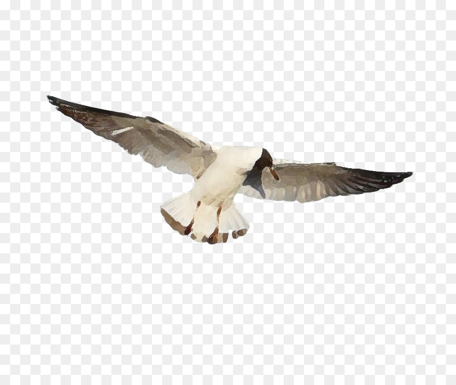 Aves，Rússia PNG