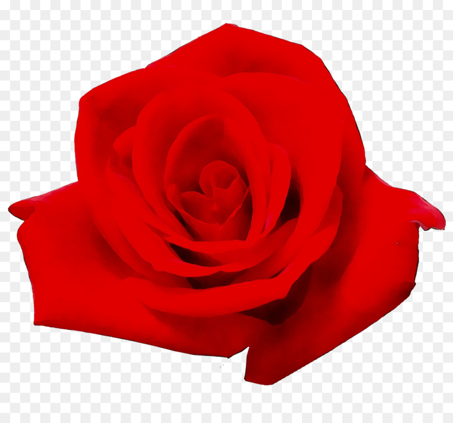 Rosas Vermelhas，Florescer PNG