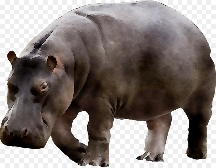 Hipopótamo，Animais Selvagens PNG