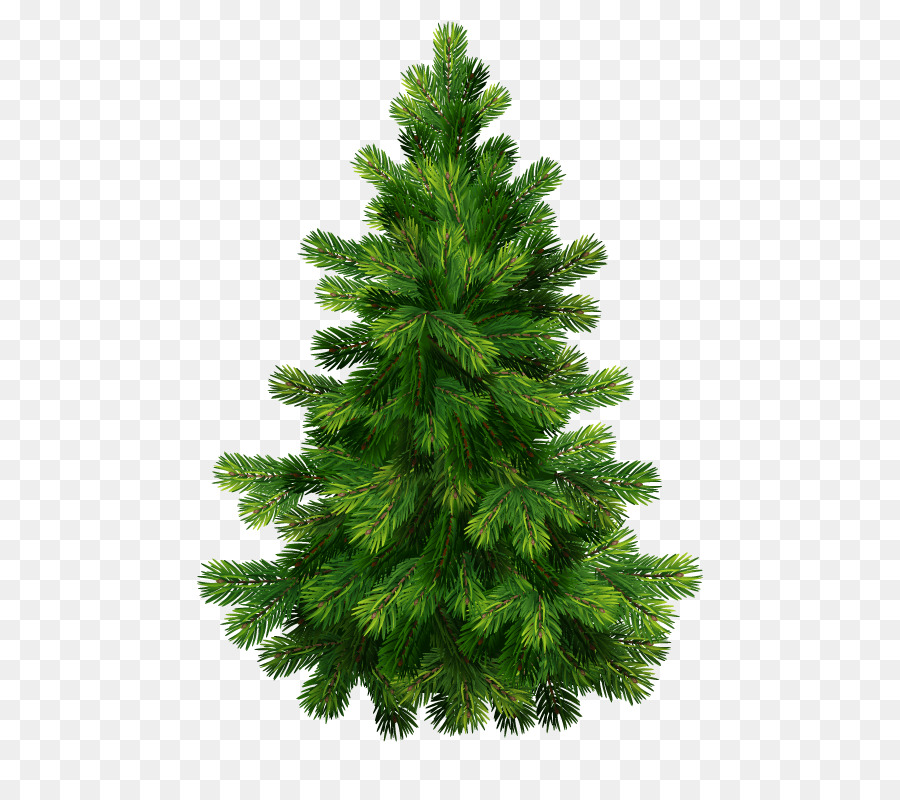 Fir，árvore De Natal PNG