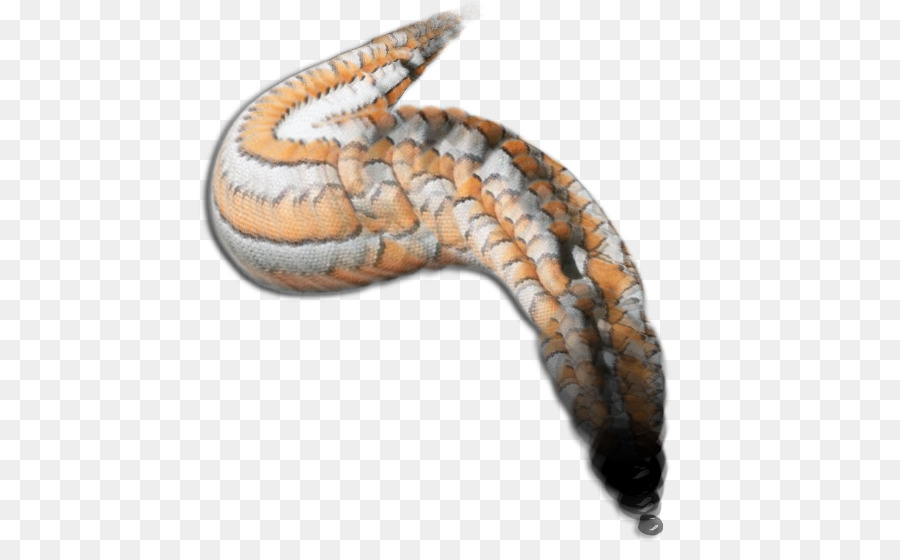 Cobras，Hognose Cobra PNG