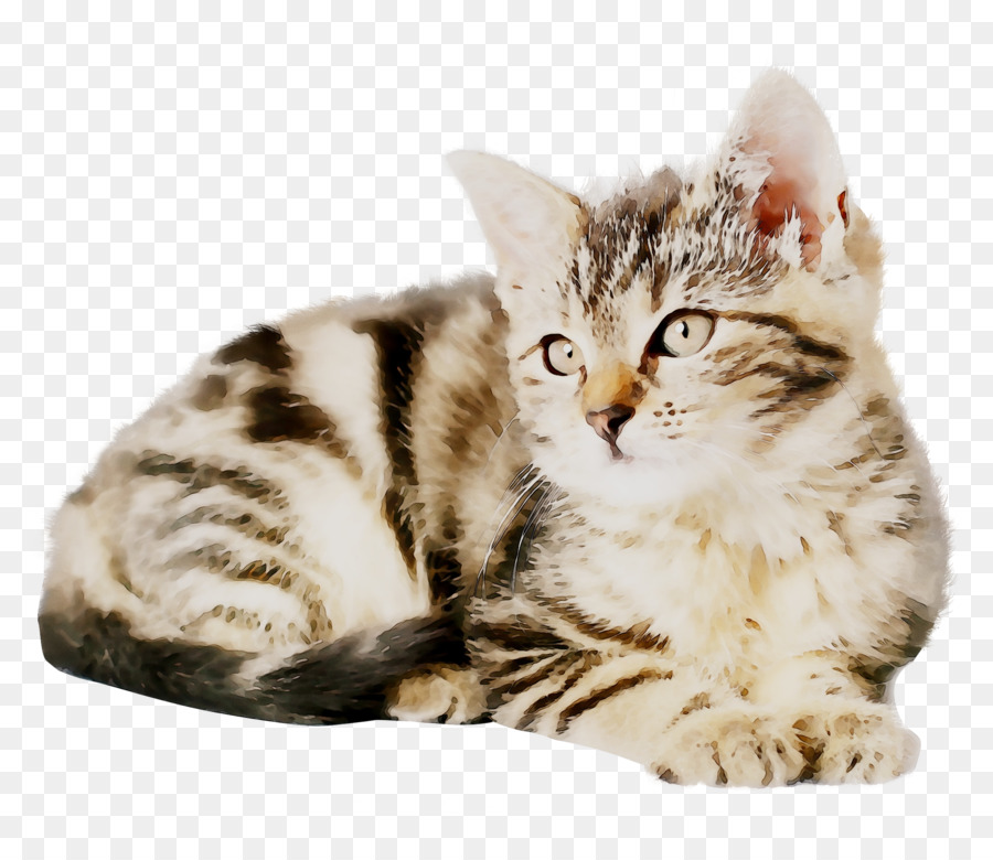 Gato，Cachorro PNG