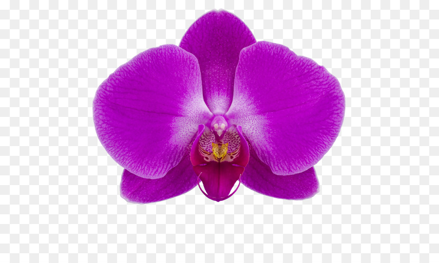 Traça Orquídeas，Stolk Flora PNG