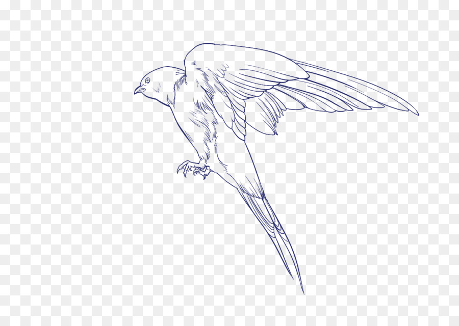 Bico，Aves PNG