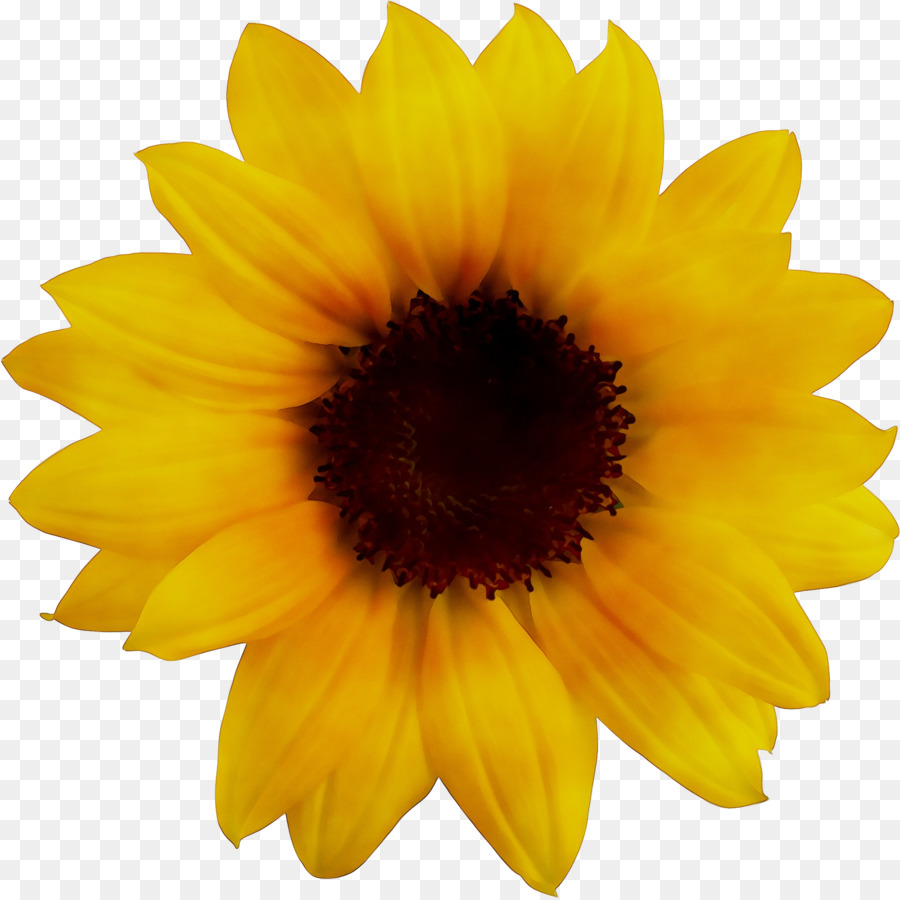 Girassol Amarelo，Flor PNG