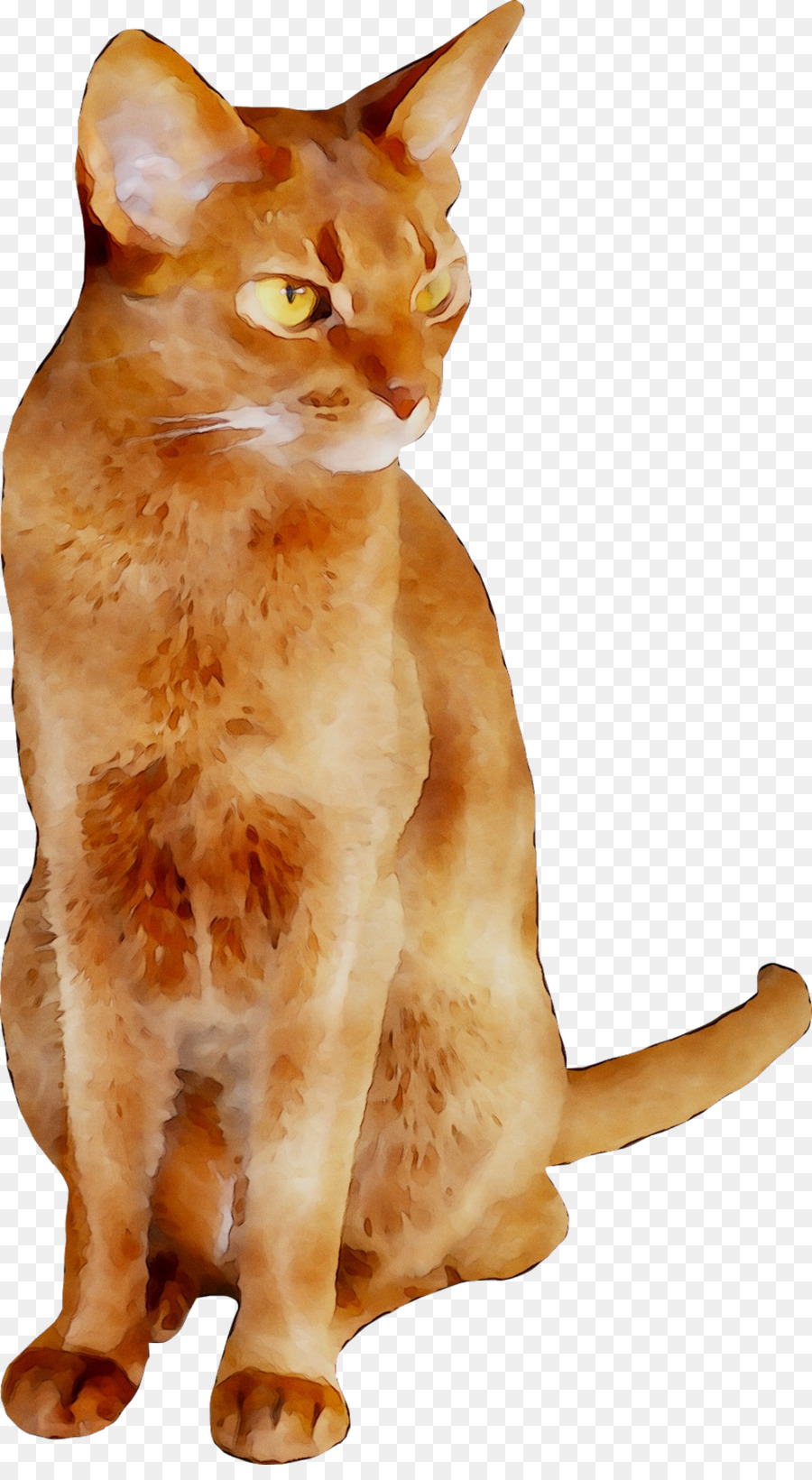 Gato，Bicho De Estimação PNG