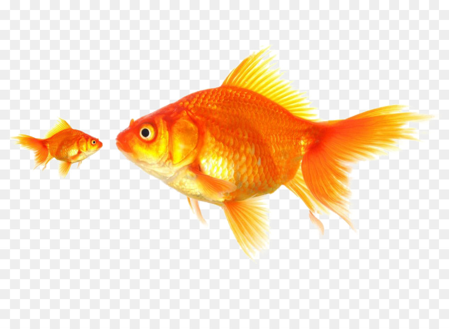 Peixe，Vermelho PNG