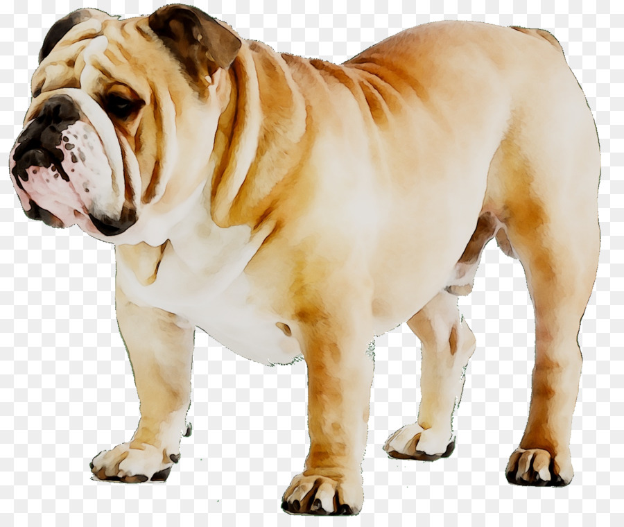 Buldogue，Bicho De Estimação PNG