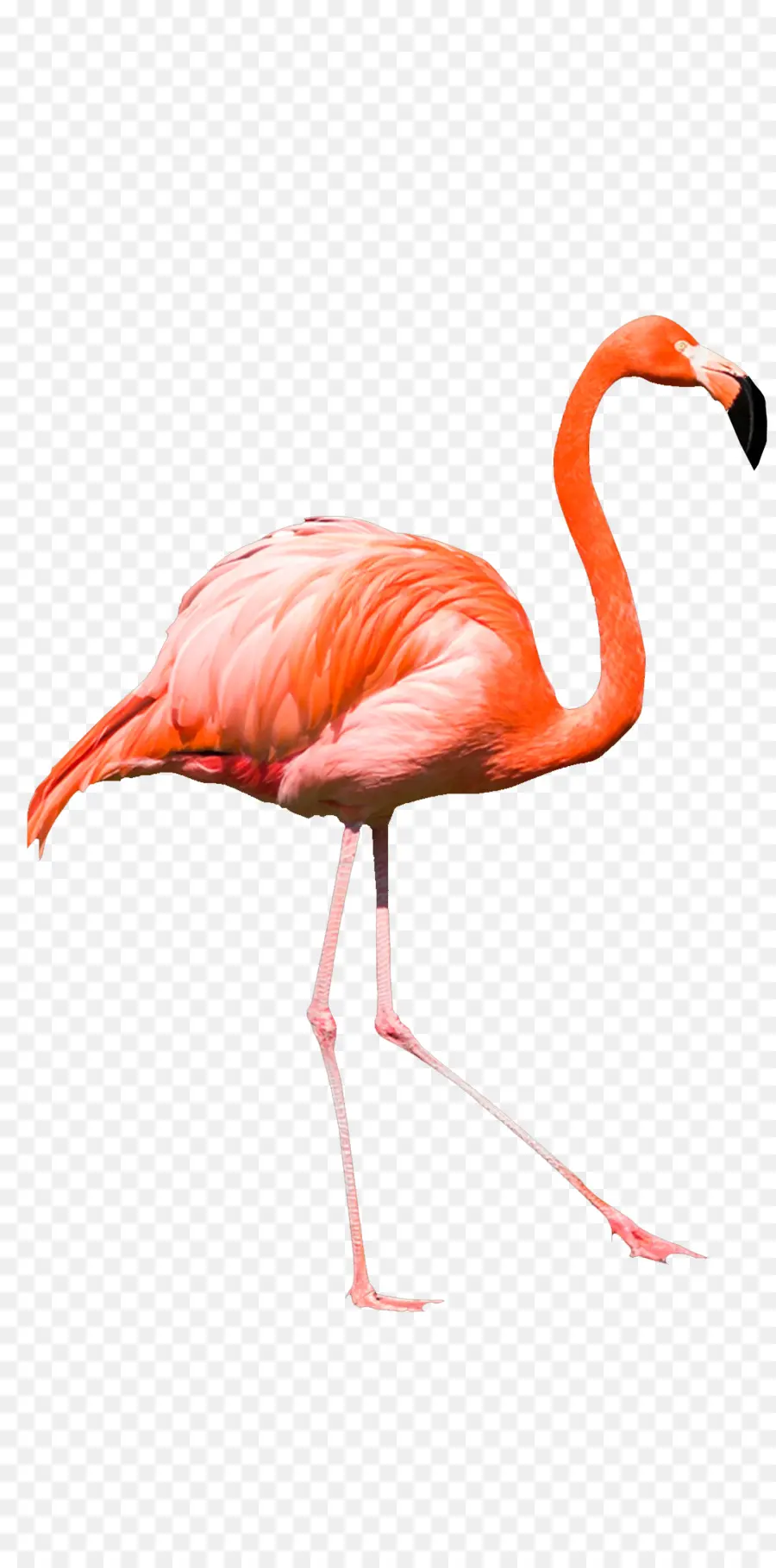 Flamingo，Pintura Em Aquarela PNG