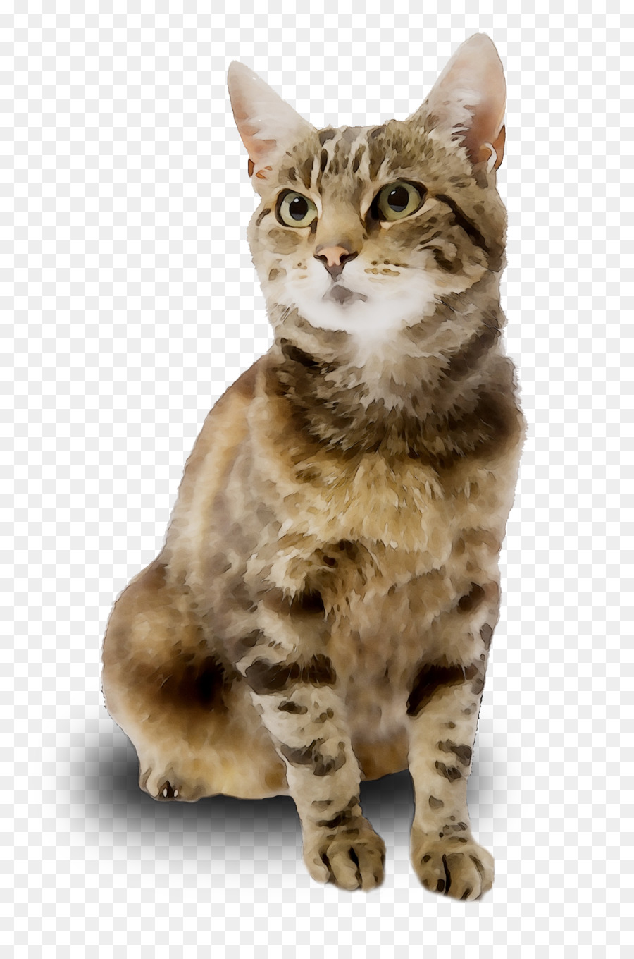 Dragão Li，American Shorthair PNG