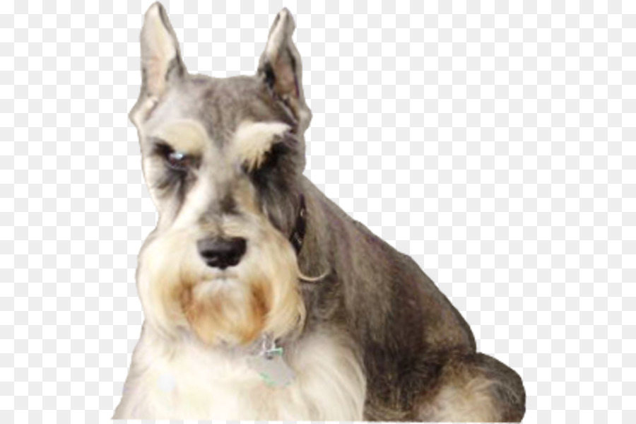 Schnauzer Miniatura，Schnauzer Standard PNG