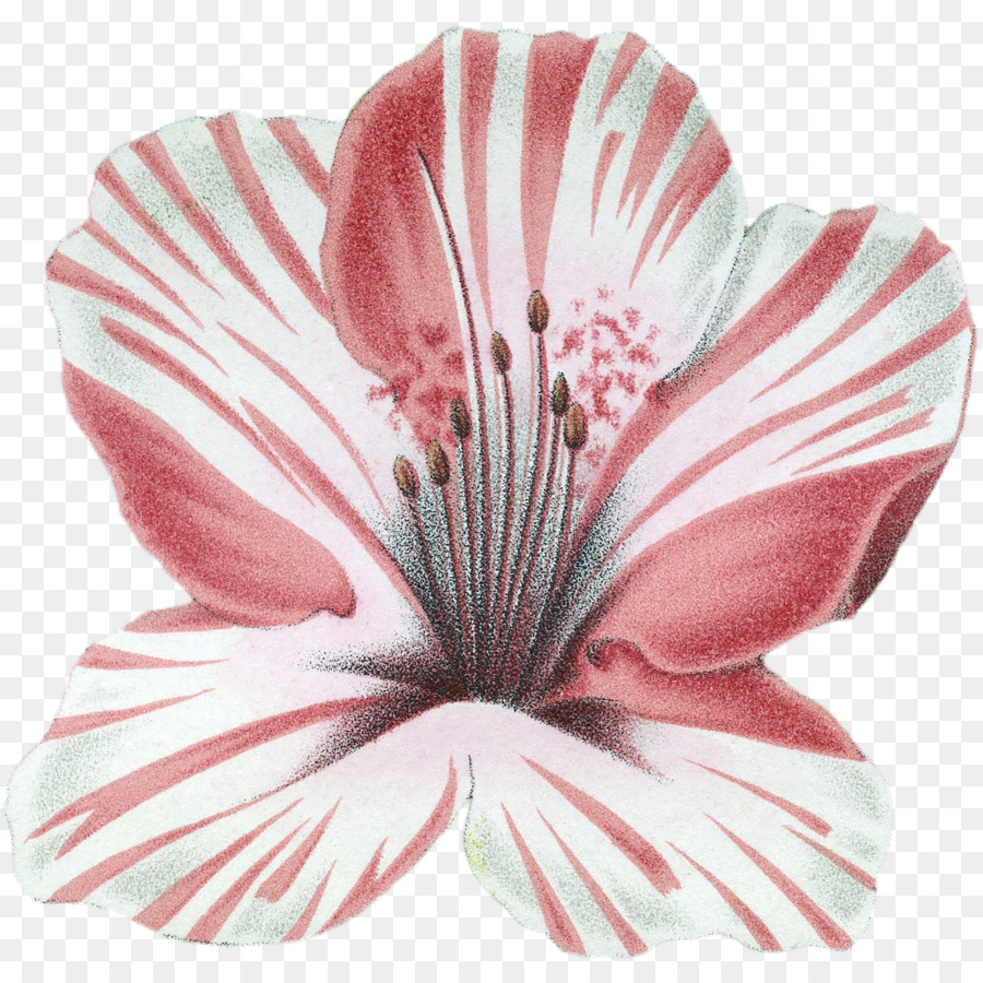 Flores De Corte，Flor PNG