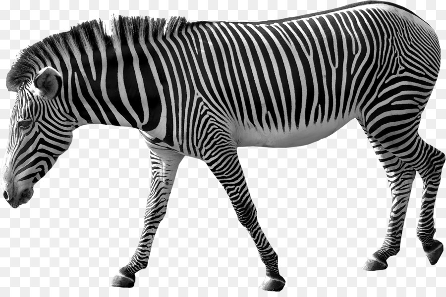 Zebra，Download PNG