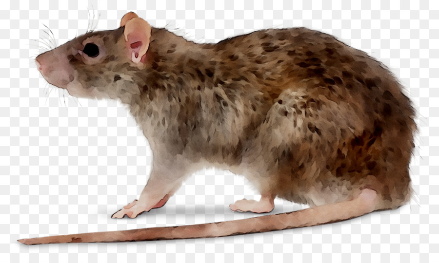 Rat，Deratizace PNG