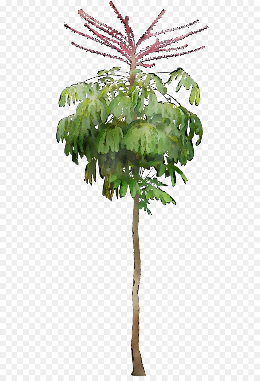 Schefflera，Planta De Casa PNG