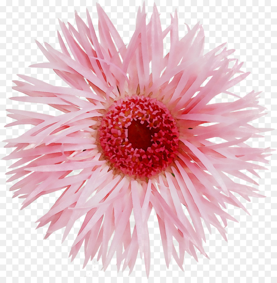 Flor，Florescer PNG