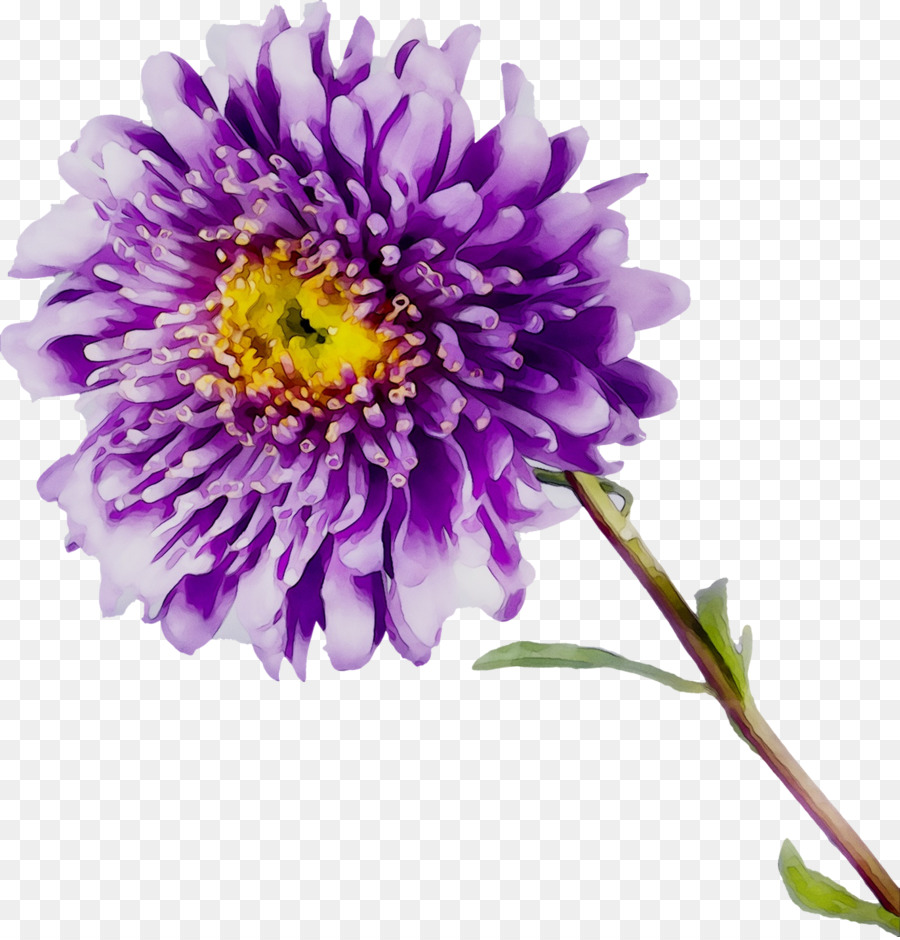 Flor Rosa，Florescer PNG