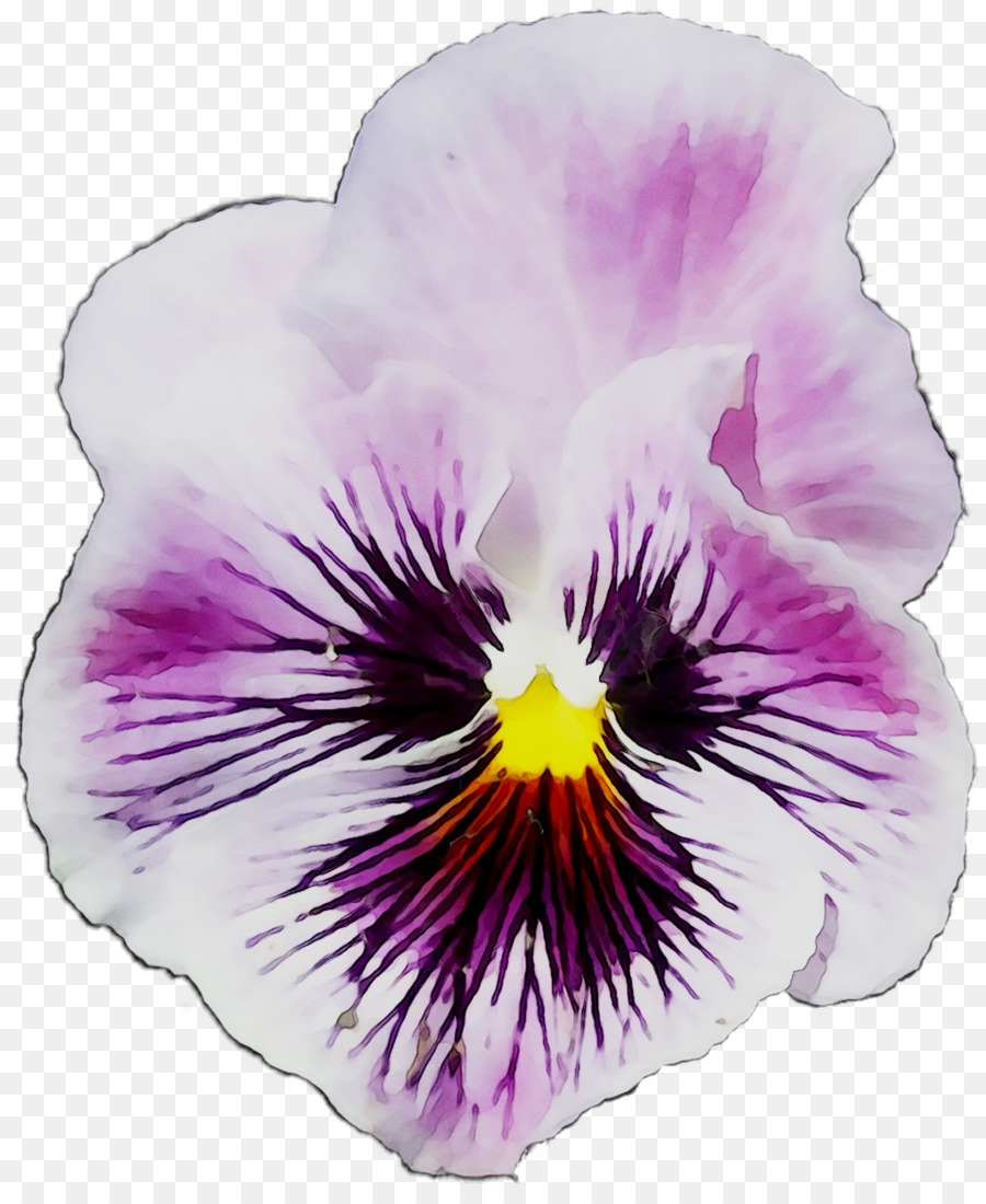 Flor Rosa，Pétalas PNG