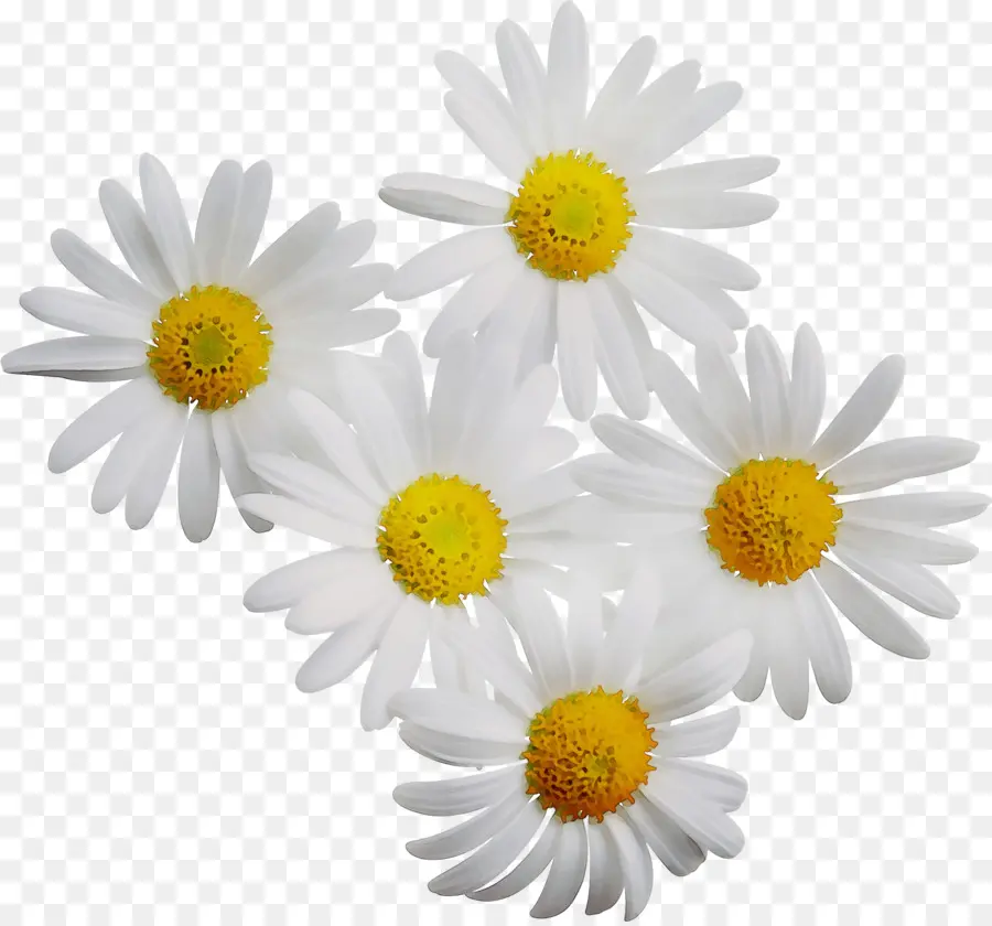 Margaridas，Branco PNG