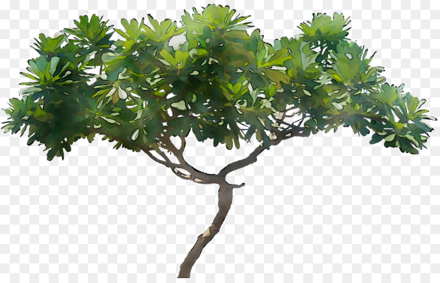 Árvore，Natureza PNG