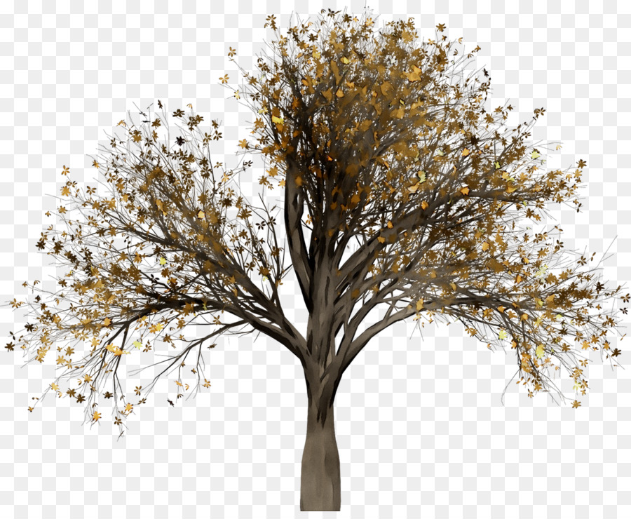 árvore，Elm PNG