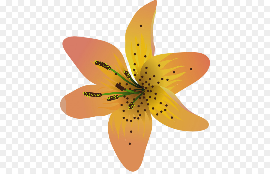 Lily，Flor PNG
