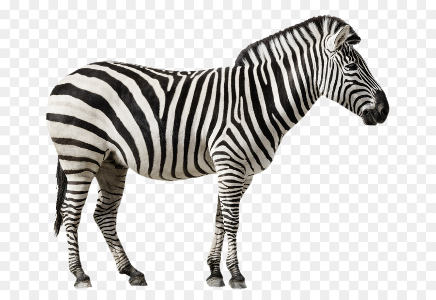 Grant Zebra，Fotografia De Stock PNG