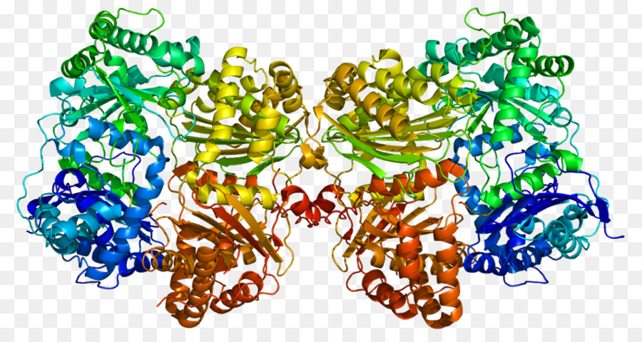 Proteína，Enzima PNG