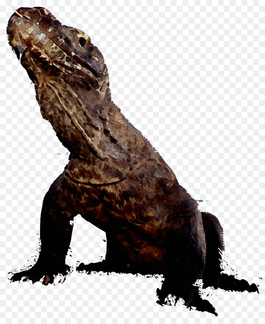 Iguanas，Comum Iguanas PNG