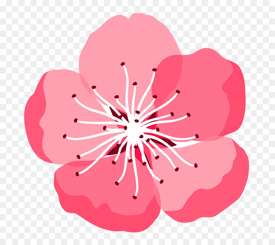 Flor Rosa，Florescer PNG