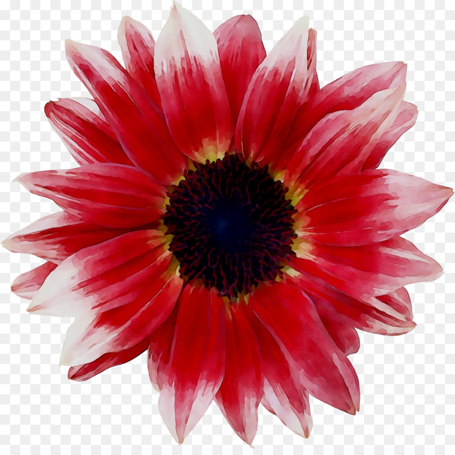 Flor，Florescer PNG