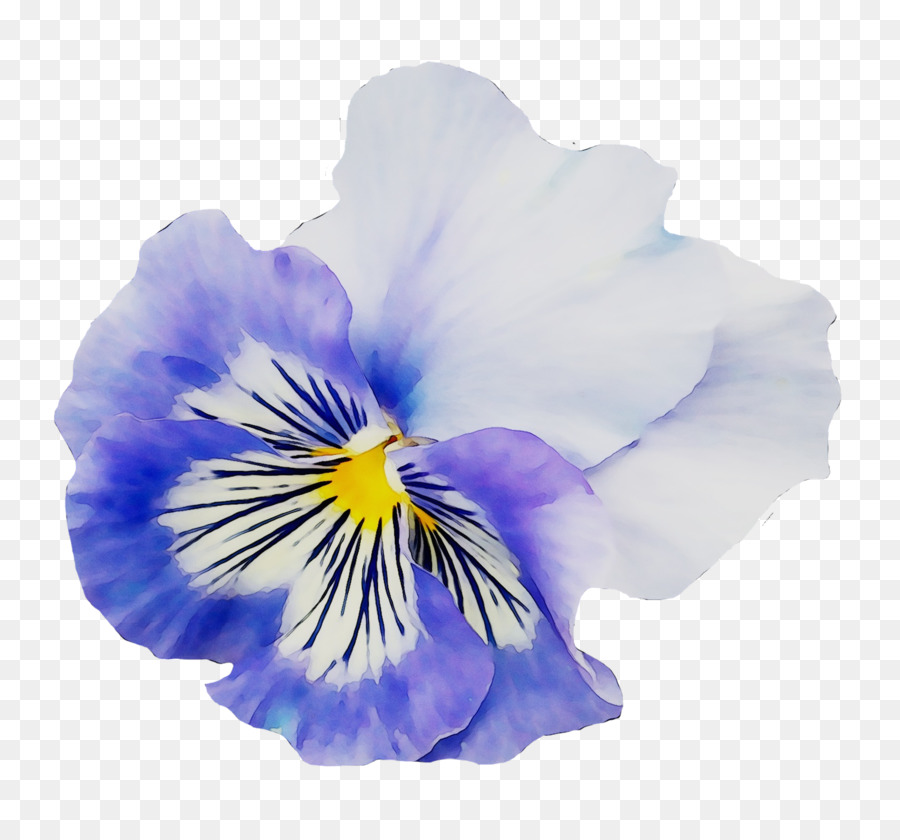 Pansy，Amarelo PNG