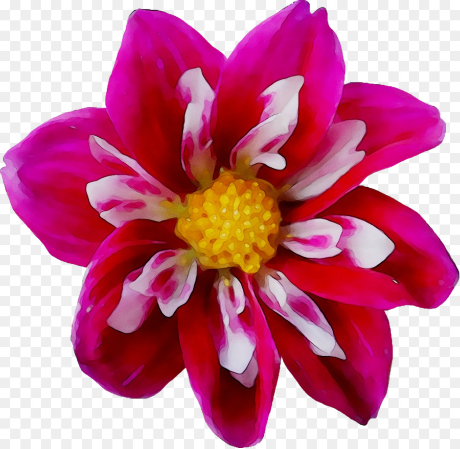 Flor Rosa，Flor PNG