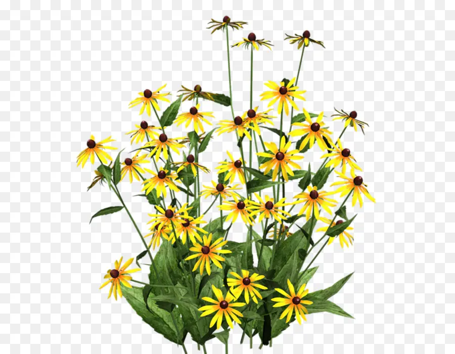 Blackeyed Susan，Flor PNG