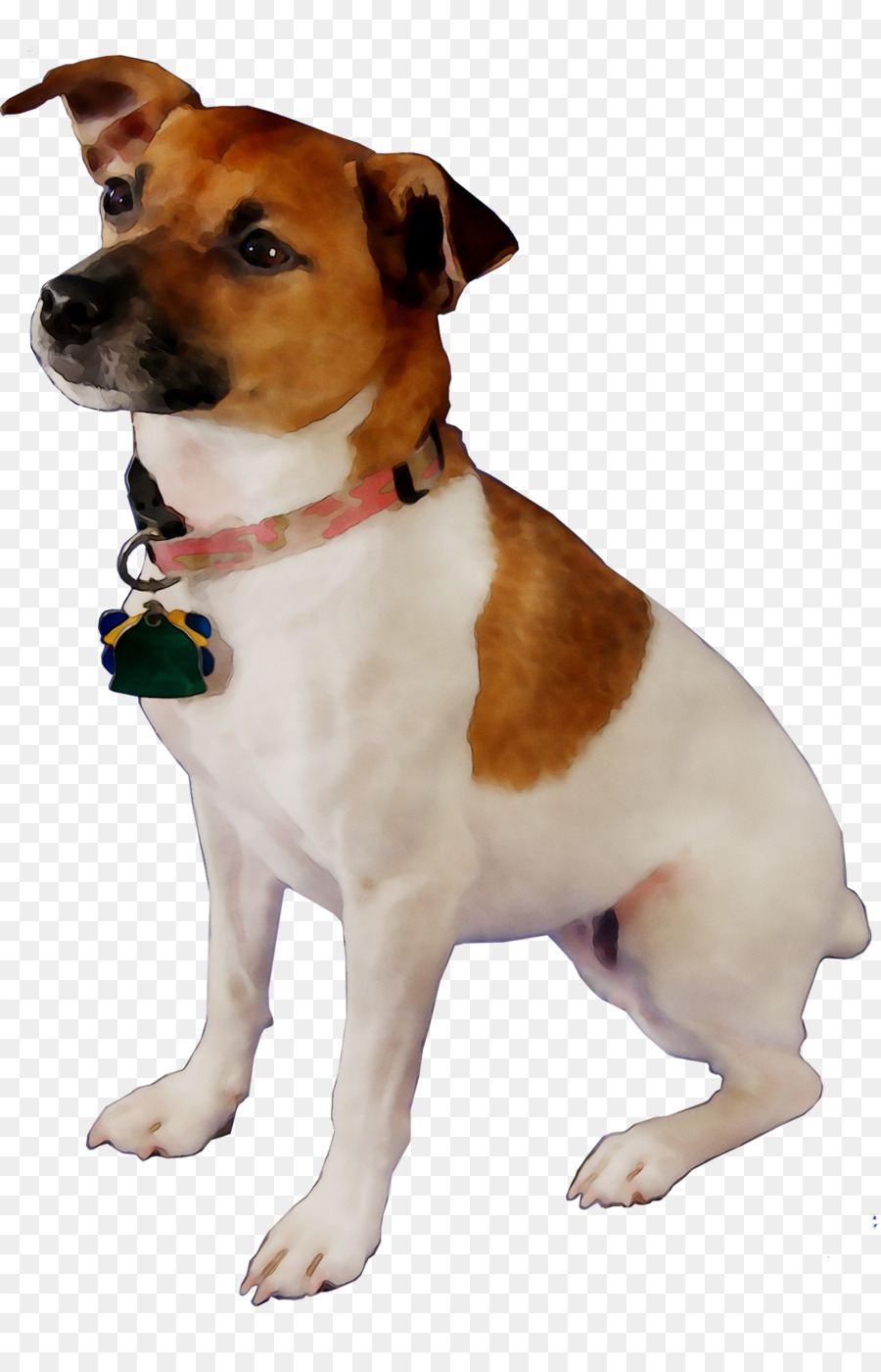 Raça Do Cão，Fox Terrier Miniatura PNG