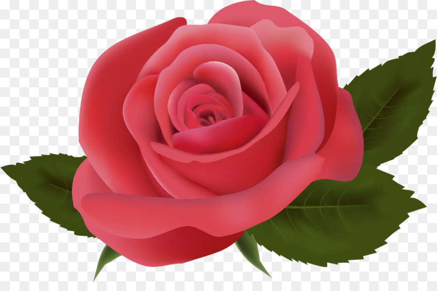 Rosa Pêssego，Florescer PNG