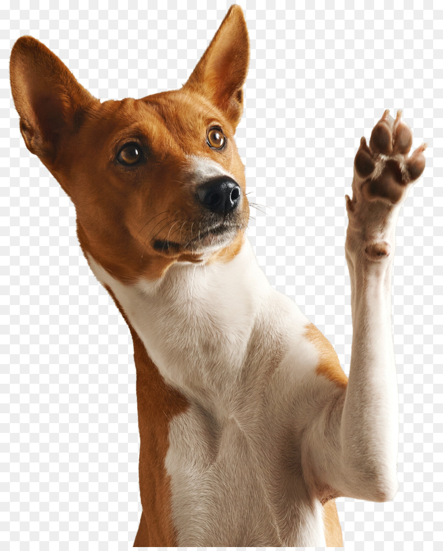 Cachorro，Filhote De Cachorro PNG