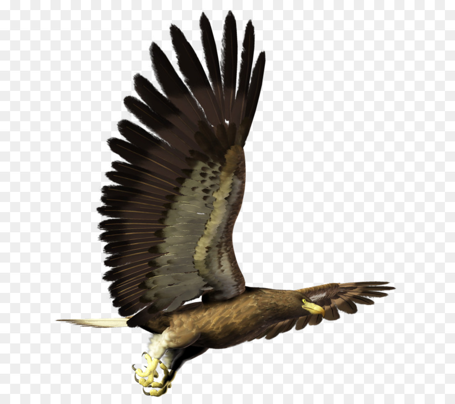 águia，Aves PNG