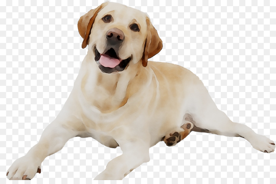 Cachorro，Branco PNG