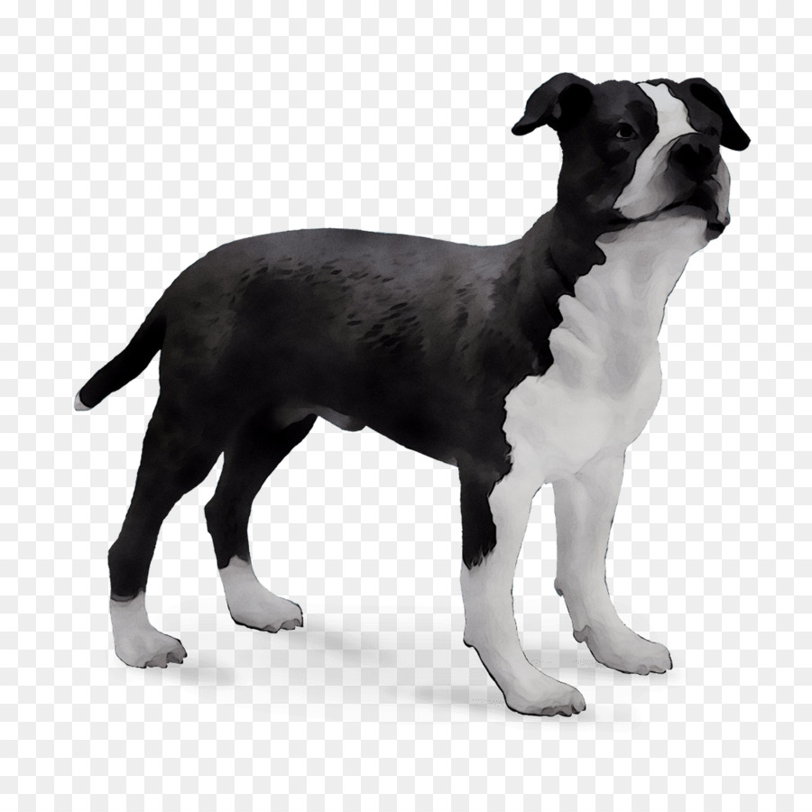 Boston Terrier，Raça Do Cão PNG