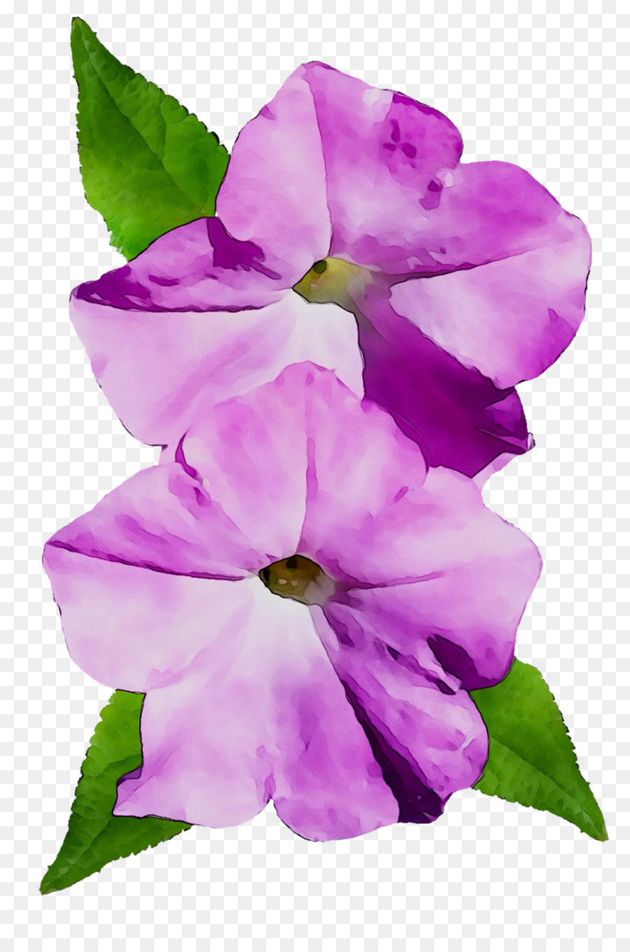 Flores Da Glória Da Manhã，Azul PNG