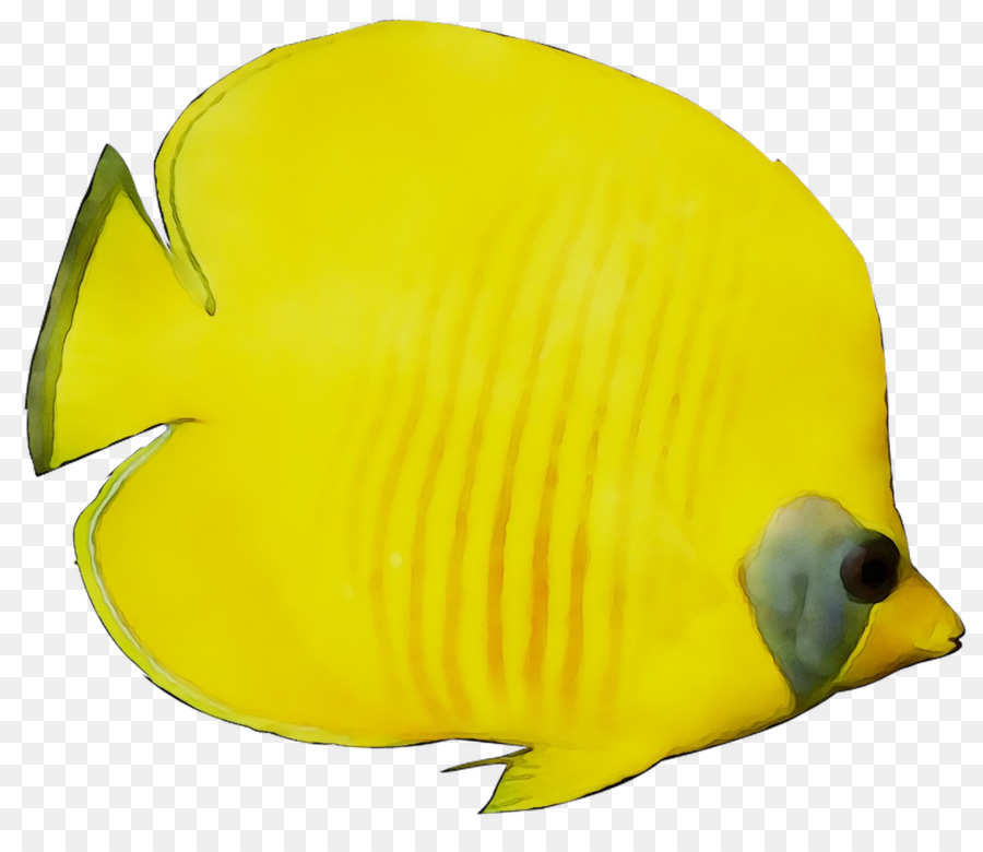Amarelo，Biologia Marinha PNG