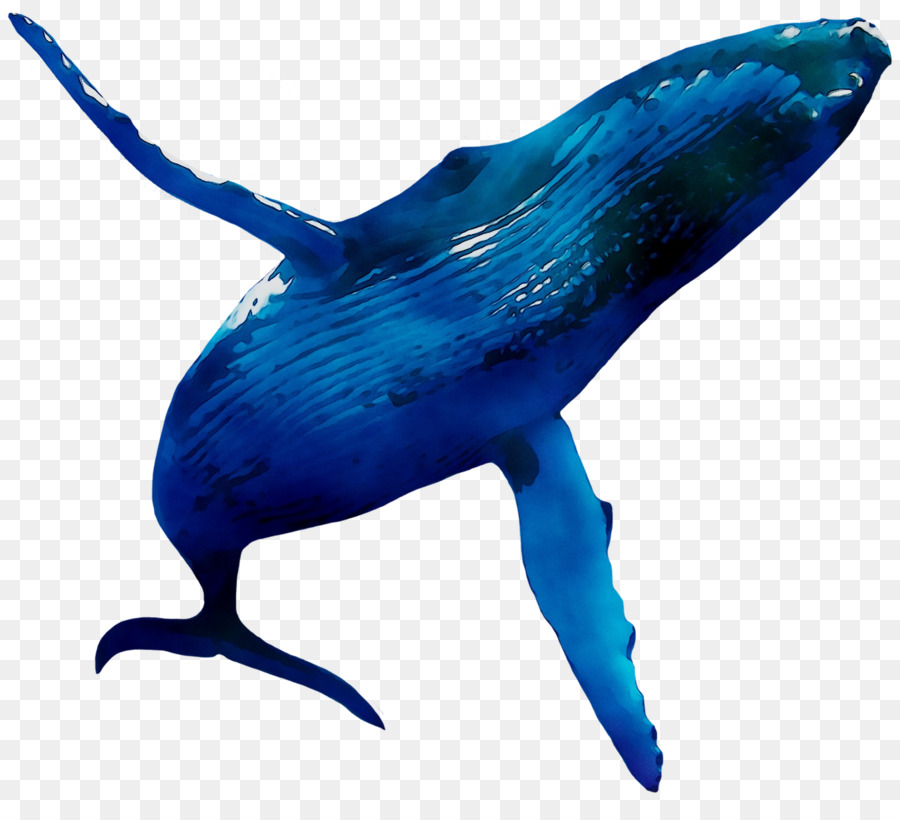 Dolphin，Download PNG