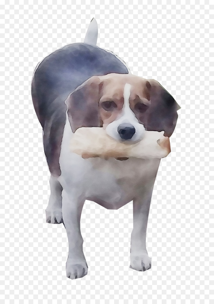 Beagle，Foxhound Inglês PNG