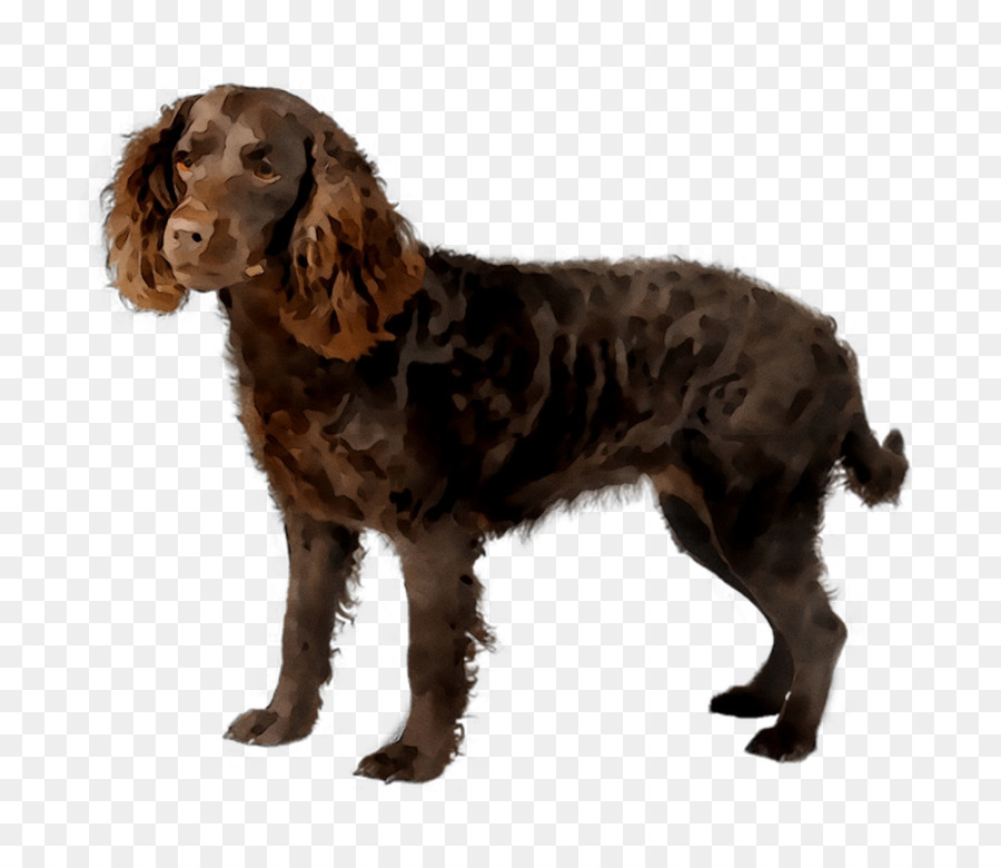 American Water Spaniel，Irish Water Spaniel PNG